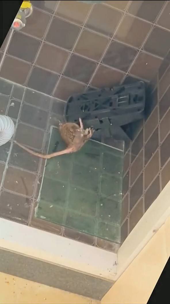 Hasil Tangkapan TIKUS KILLER 4