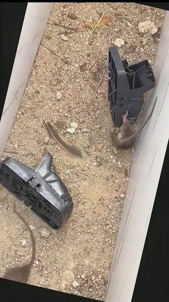 Hasil Tangkapan TIKUS KILLER 3